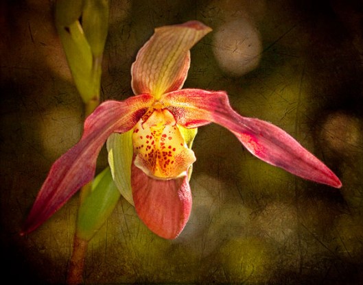 Solitary Slipper Orchid